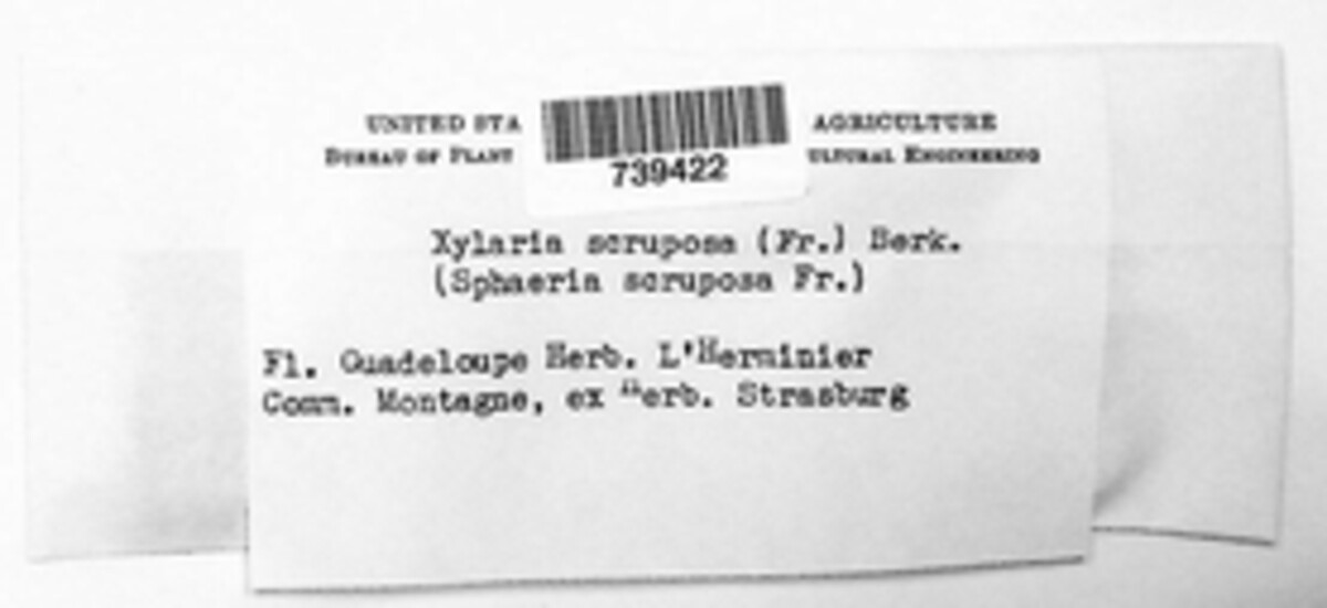 Xylaria scruposa image